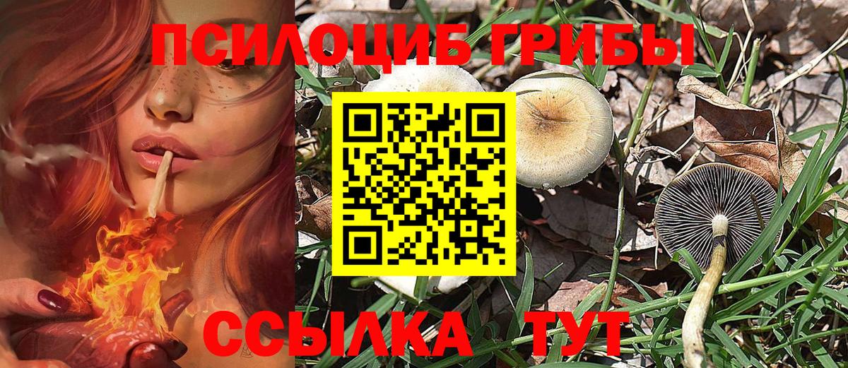 Псилоцибиновые грибы мицелий Новозыбков